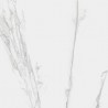 Carrara Grey 120x120